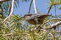 Pygmy Nuthatch Sitta pygmaea melanotis 