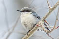 Pygmy Nuthatch Sitta pygmaea melanotis 