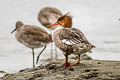 Red-breasted Merganser Mergus serrator