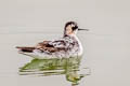 Red-necked Phalarope Phalaropus lobatus