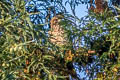 Red-shouldered Hawk Buteo lineatus elegans 