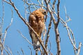 Red-shouldered Hawk Buteo lineatus elegans 