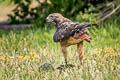 Red-tailed Hawk Buteo jamaicensis calurus