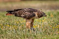 Red-tailed Hawk Buteo jamaicensis calurus