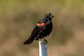 Red-winged Blackbird Agelaius phoeniceus sonoriensis