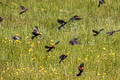 Red-winged Blackbird Agelaius phoeniceus sonoriensis