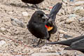 Red-winged Blackbird Agelaius phoeniceus fortis