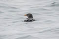 Rhinoceros Auklet Cerorhinca monocerata