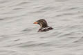 Rhinoceros Auklet Cerorhinca monocerata