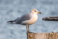 Ring-billed Gill Larus delawarensis