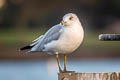 Ring-billed Gill Larus delawarensis