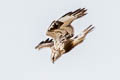 Rough-legged Buzzard Buteo lagopus sanctijohannis