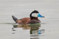 Ruddy Duck Oxyura jamaicensis