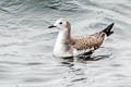 Sabine's Gull Xema sabini