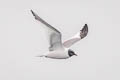 Sabine's Gull Xema sabini