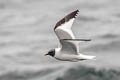 Sabine's Gull Xema sabini