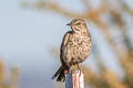 Sage Thrasher Oreoscoptes montanus