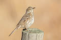 Sage Thrasher Oreoscoptes montanus