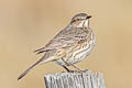 Sage Thrasher Oreoscoptes montanus