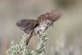 Sagebrush Sparrow Artemisiospiza nevadensis