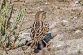 Savannah Sparrow Passerculus sandwichensis alaudinus 