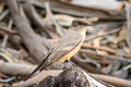 Say's Phoebe Sayornis saya saya