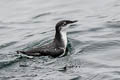 Scripps's Murrelet Synthliboramphus scrippsi