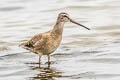 Short-billed Dowitcher Limnodromus griseus caurinus 