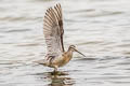 Short-billed Dowitcher Limnodromus griseus caurinus 