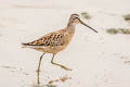 Short-billed Dowitcher Limnodromus griseus caurinus 