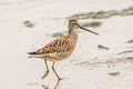 Short-billed Dowitcher Limnodromus griseus caurinus 