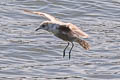 Short-billed Gull Larus brachyrhynchus