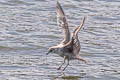 Short-billed Gull Larus brachyrhynchus