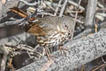 Slate-coloured Fox Sparrow Passerella schistacea schistacea