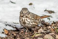 Slate-coloured Fox Sparrow Passerella schistacea schistacea