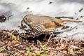 Slate-coloured Fox Sparrow Passerella schistacea schistacea