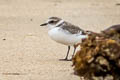 Snowy Plover Charadrius nivosus nivosus