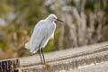 Snowy Egret Egretta thula brewsteri