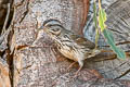 Song Sparrow Melospiza melodia gouldii