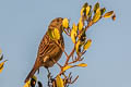 Song Sparrow Melospiza melodia pusillula 