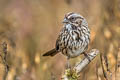 Song Sparrow Melospiza melodia gouldii