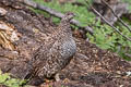 Sooty Grouse Dendragapus fuliginosus howardi