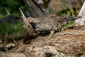 Sooty Grouse Dendragapus fuliginosus howardi