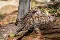 Sooty Grouse Dendragapus fuliginosus howardi