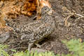 Sooty Grouse Dendragapus fuliginosus howardi