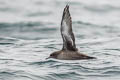 Sooty Shearwater Ardenna grisea