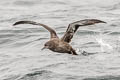 Sooty Shearwater Ardenna grisea