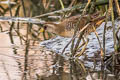 Sora Porzana carolina