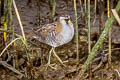 Sora Porzana carolina