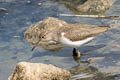 Spotted Sandpiper Actitis macularius